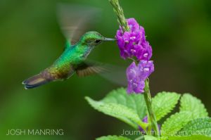 Josh Manring Photographer Decor Wall Arts - Bird Photography -269.jpg